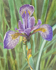 Iris